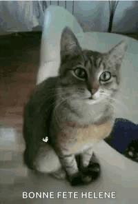 Cats Cat Day GIF - Cats Cat Day Fun GIFs