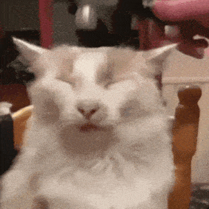a close up of a cat sitting in a chair with its eyes closed