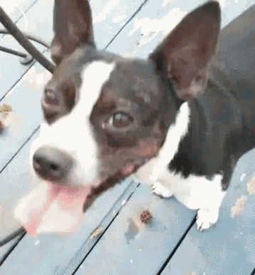 a black and white dog is sticking its tongue out on a wooden deck .
