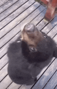 a black bear is standing on a wooden deck looking up .