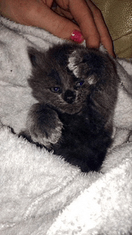 a small gray kitten is being held by a person with pink nails