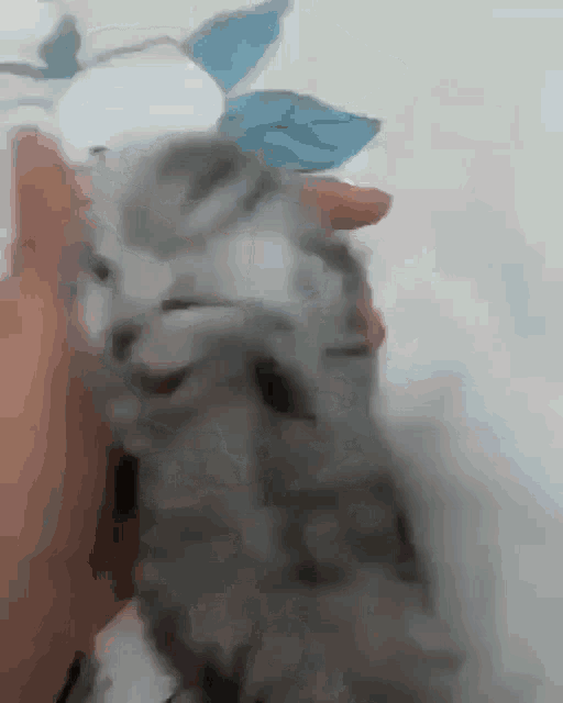 Cat Covering Ears Meme GIF - Cat Covering Ears Meme Cat GIFs