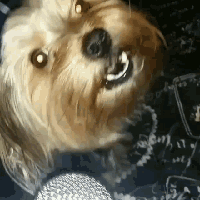 a close up of a dog 's face with a microphone in the background