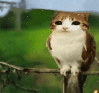 a brown and white cat is sitting on a branch .