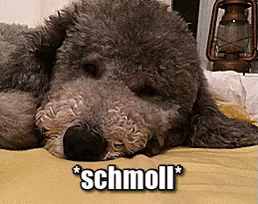 Pudel Schmollt GIF - Schmoll Pudel Hund GIFs