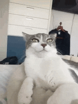 a gray and white cat is laying on its back on a bed .