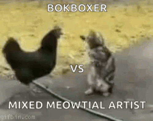Cat Chicken GIF - Cat Chicken Fight GIFs