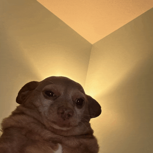 a small brown dog is sitting in a corner with a light shining on it