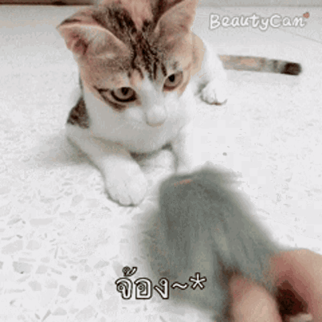 บิงซู Bingsu GIF - บิงซู Bingsu Kitten GIFs