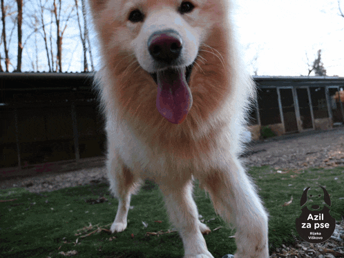 a dog with a pink tongue is standing in front of a sign that says azil za pse