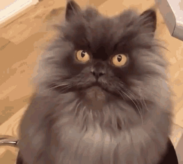 Cat Awesome Cat Grimace GIF - Cat Awesome Cat Grimace Grimace GIFs