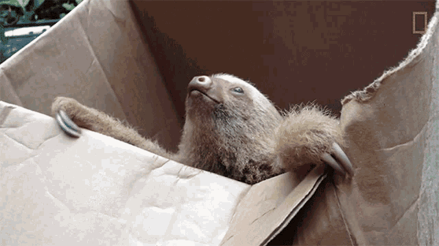 Baby Sloth International Sloth Day GIF - Baby Sloth International Sloth Day Rescued Animal GIFs