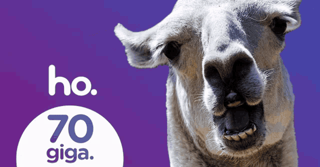 a purple background with a llama and the words ho 70 giga on it