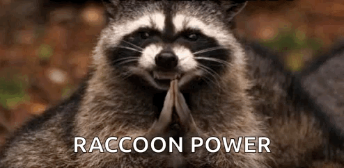 Raccoon Yes GIF - Raccoon Yes GIFs