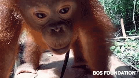 Orangutan GIF - Orangutan GIFs