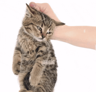 a person petting a kitten with the word umsis visible