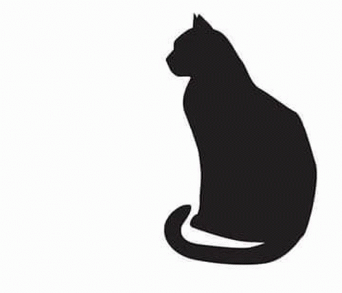 Schrodingers Cat Cat GIF