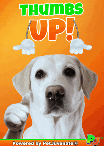 a picture of a dog giving a thumbs up sign