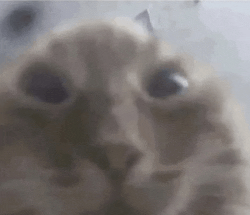 a close up of a cat 's face with a lot of eyes looking at the camera .