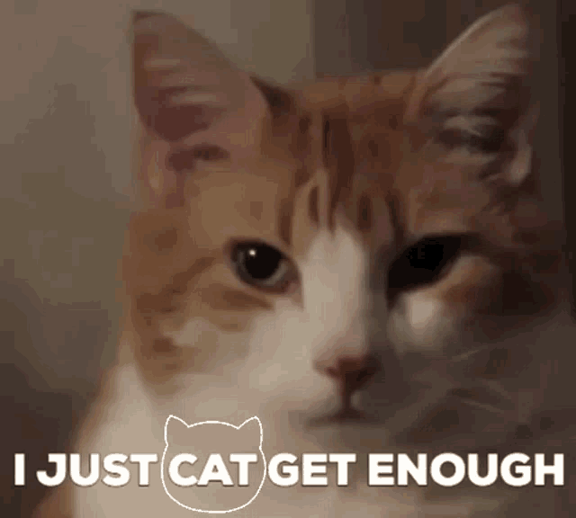I Just Cat Get Enough Cat GIF - I Just Cat Get Enough Cat Cats GIFs