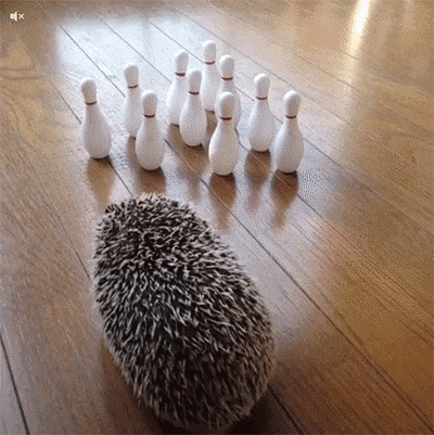 a hedgehog stands in front of a row of bowling pins on a wooden floor