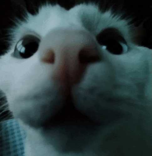 a close up of a cat 's face with a dark background