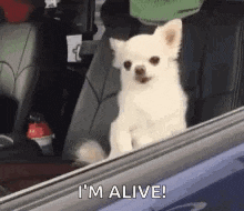 a small white dog is sitting in the driver 's seat of a car and looking out the window .