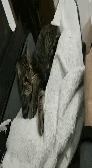 a cat is laying on a person 's lap on a bed .