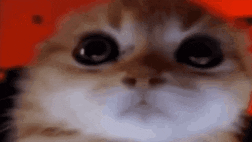 a close up of a cat 's face with big eyes .