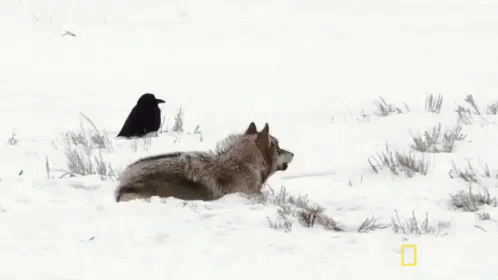 Call Of The Wild GIF - Nat Geo Wolf Raven GIFs