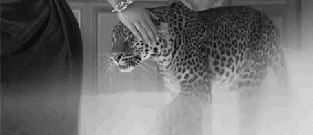 Cheetah Caress GIF - Cheetah Caress Love GIFs