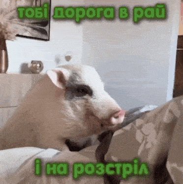 a pig is laying on a bed with the words " tobi dopora b pau " written on the bottom