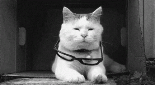 Deal With It Cat GIF - Deal With It Cat GIFs