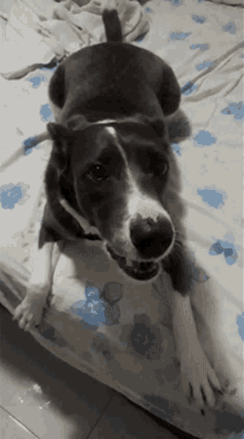 a black and white dog laying on a bed