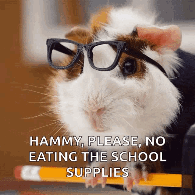 a guinea pig wearing glasses and holding a pencil with the words hammy please no eating the school supplies below it
