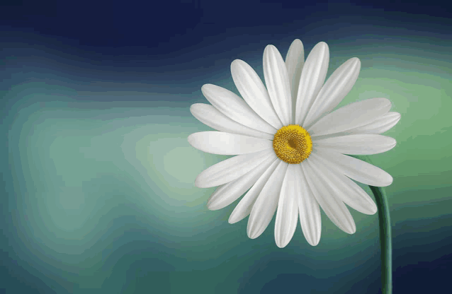 a white flower with a yellow center is against a blue background