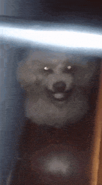 a small white dog is smiling in the dark