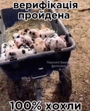 a bunch of pigs in a wheelbarrow that says 100 % xohli on it