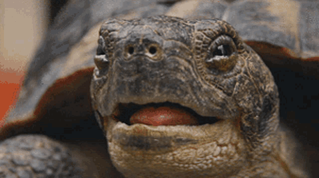 a close up of a tortoise with its tongue out