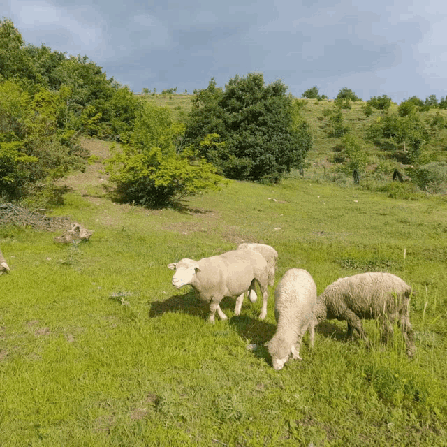 a herd of sheep grazing in a grassy field with trees in the background