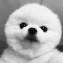a black and white photo of a white pomeranian puppy looking at the camera .