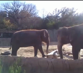 Elephant Fed Up Not Being Able To Break A Stick GIF - Elephant Stick Angry GIFs
