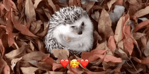 a hedgehog is laying in a pile of leaves with two red hearts around it .