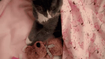 Goodnight Sleep GIF - Goodnight Sleep Cat GIFs