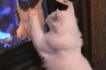 a white cat is playing a video game on a couch .
