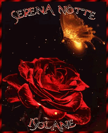 a serena notte greeting card with a red rose and butterfly