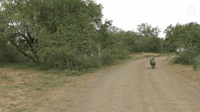 a rhino walking down a dirt road in the wild