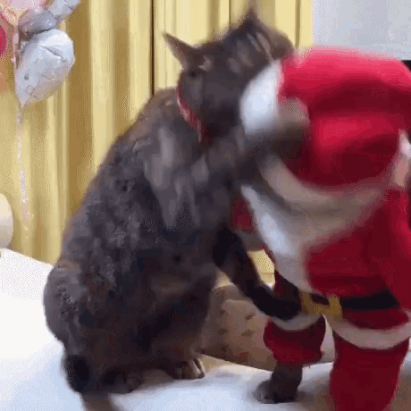 Funny Animals Pets GIF - Funny Animals Pets Christmas Cats GIFs