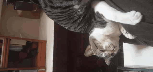 a cat is laying on its back on a bed