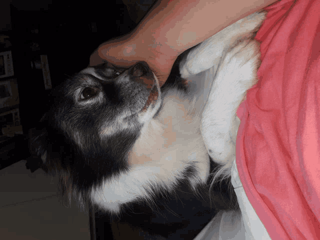 a black and white dog is laying on a pink blanket